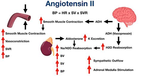 Angiotensin II Receptor Blockers (ARBs): Uses and Side Effects